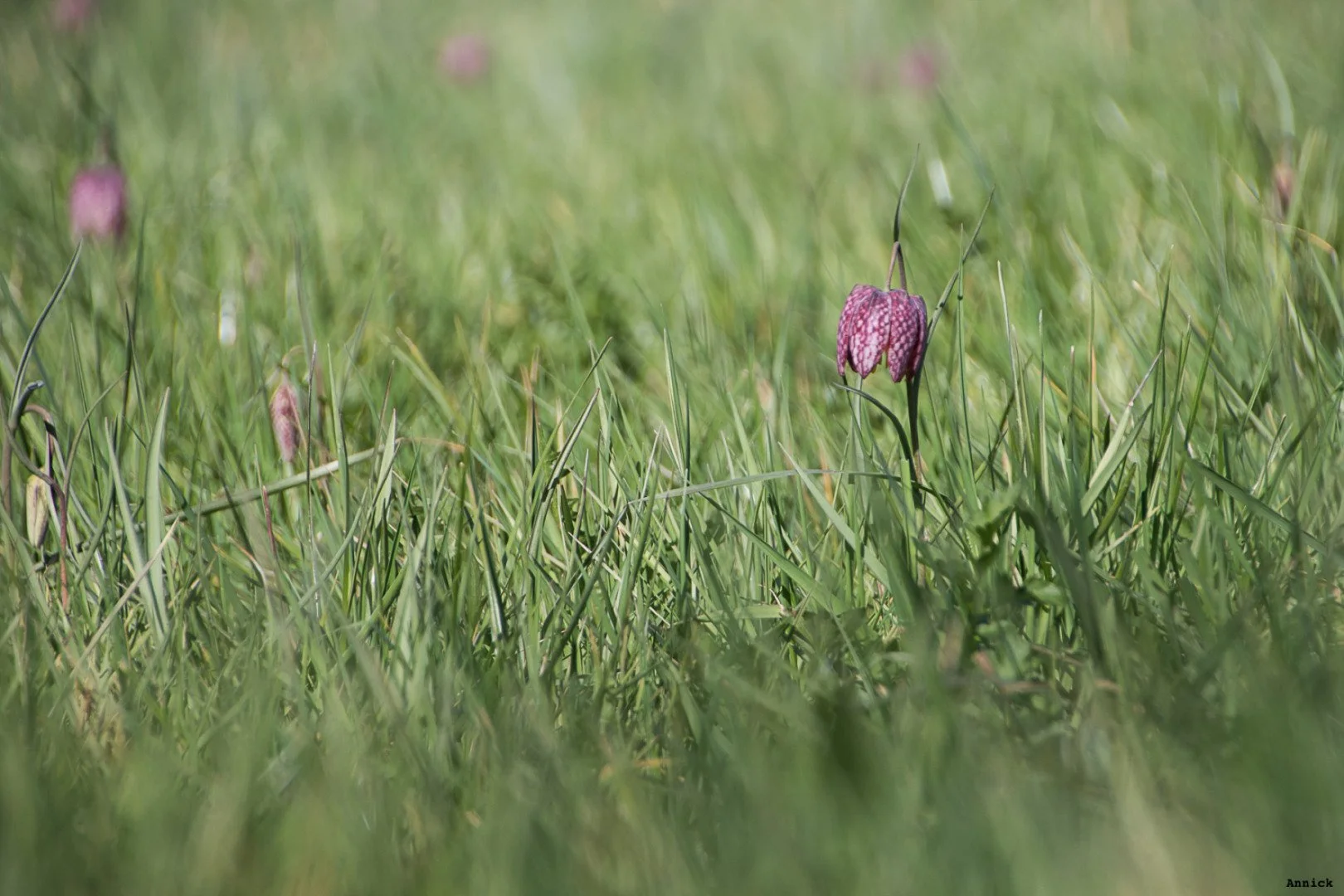Fritillaires_avril_2021_05.jpg