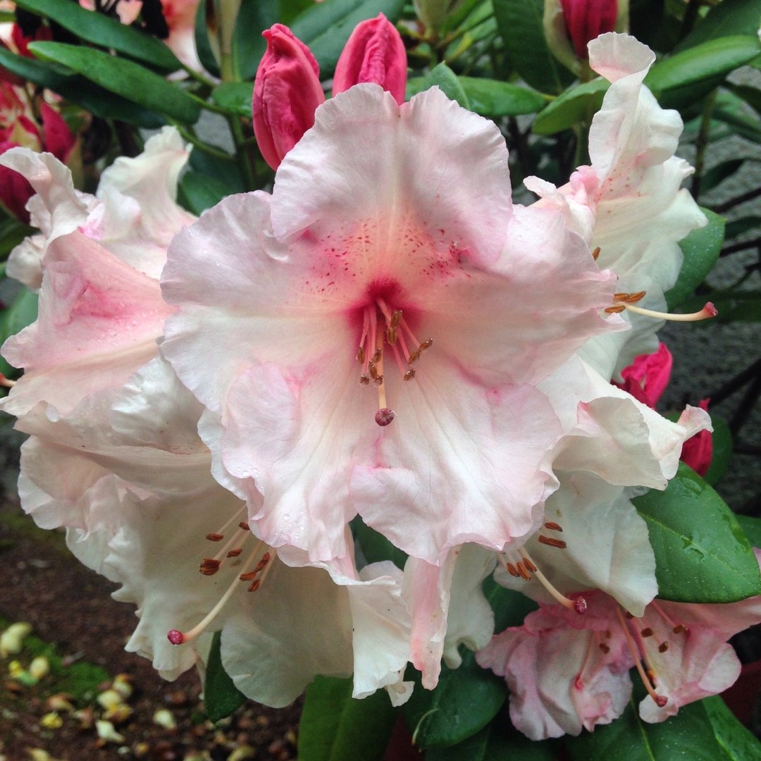 Karine-R.-Rhododendron.JPG