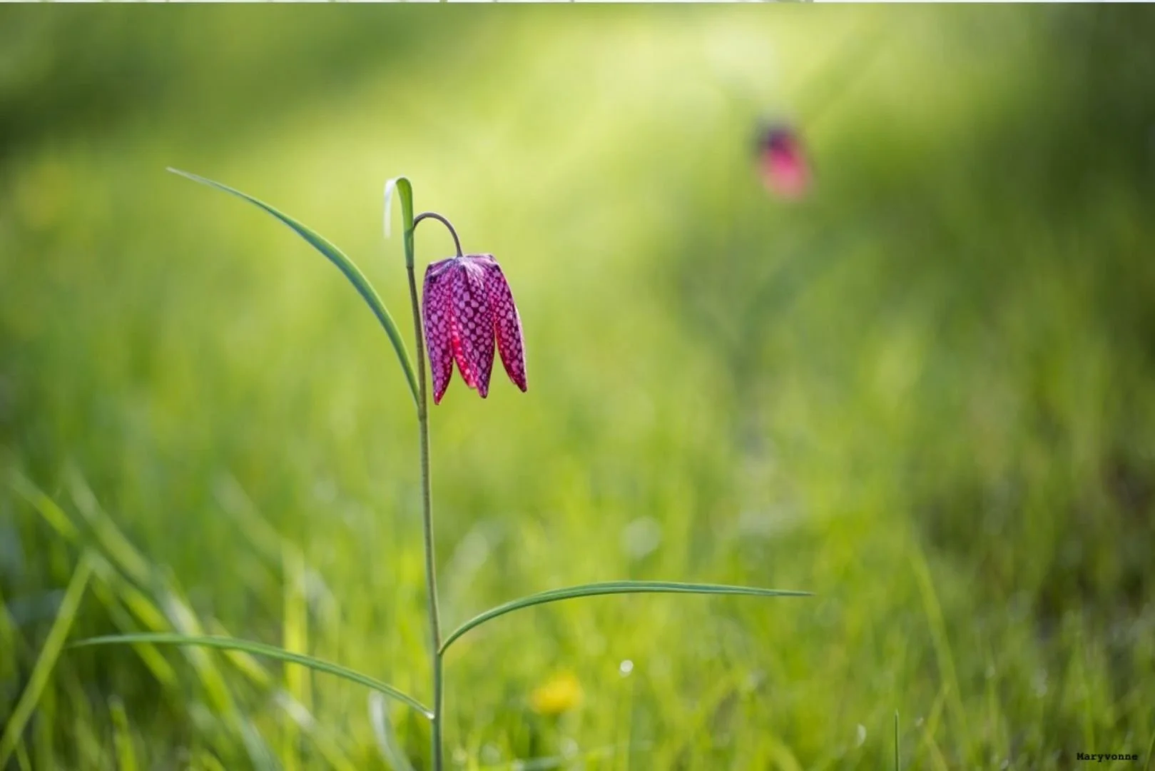 Fritillaires_avril_2021_42.jpg