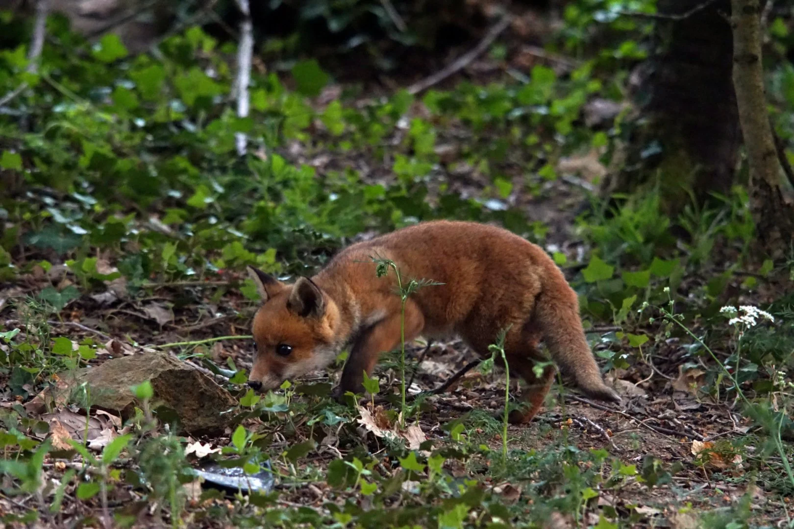 Renard-33.jpg