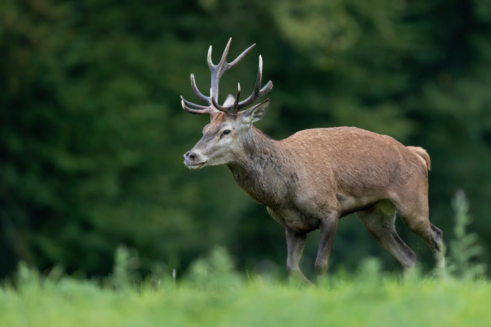 RG_0925_Cerf03.jpg
