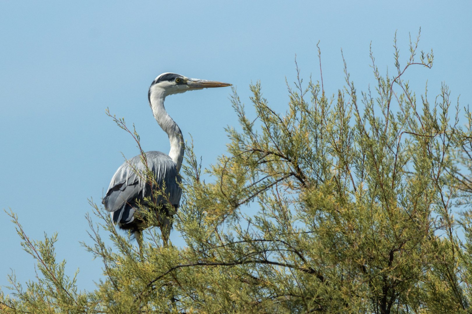 25-Heron-Cendre.jpg