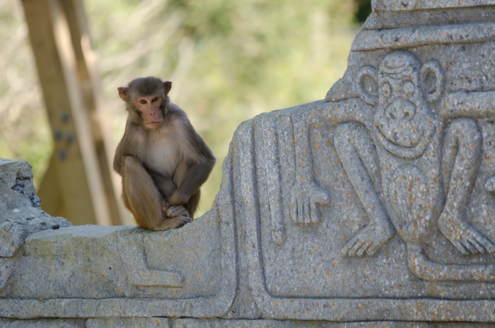 Planète-des-Singes.jpg