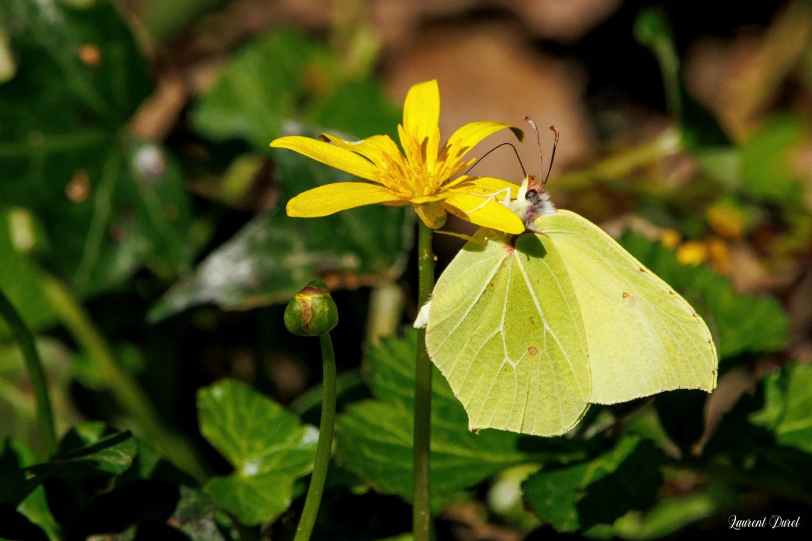 LD-03-25-Citron.jpg