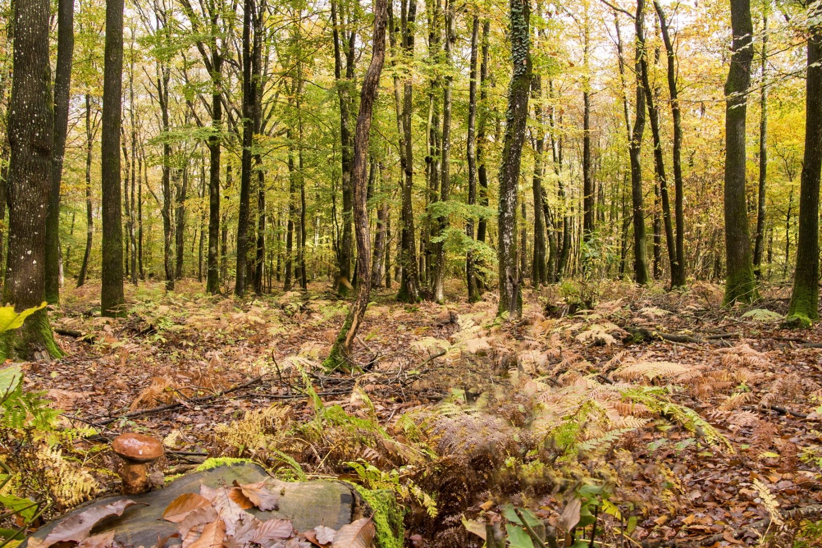 Sous-bois-03.jpg