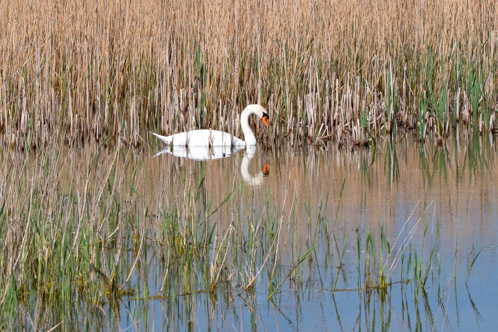 NB16-cygne-tubercule.jpg