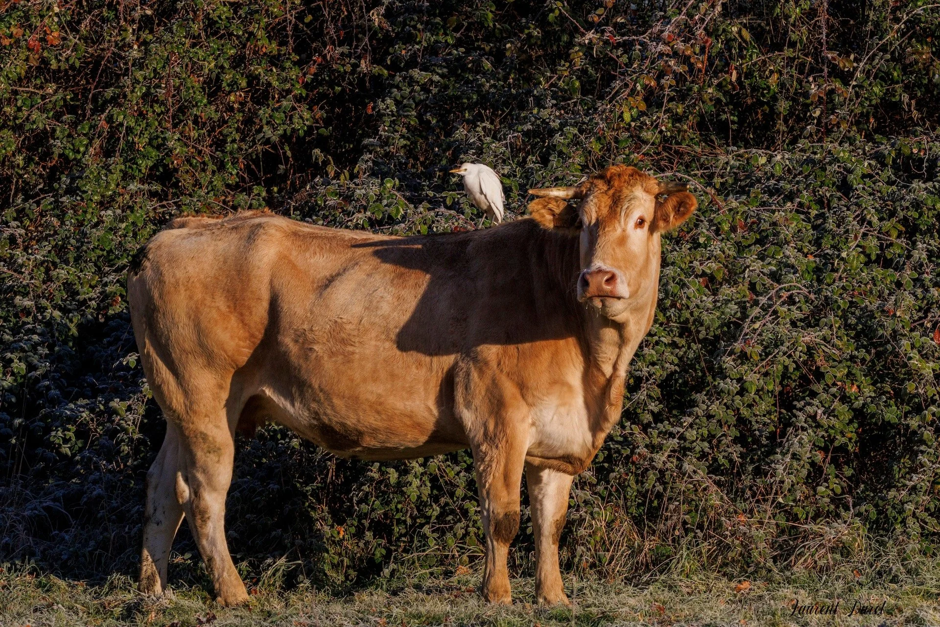 01-2026-LD-Héron gardeboeuf.jpg