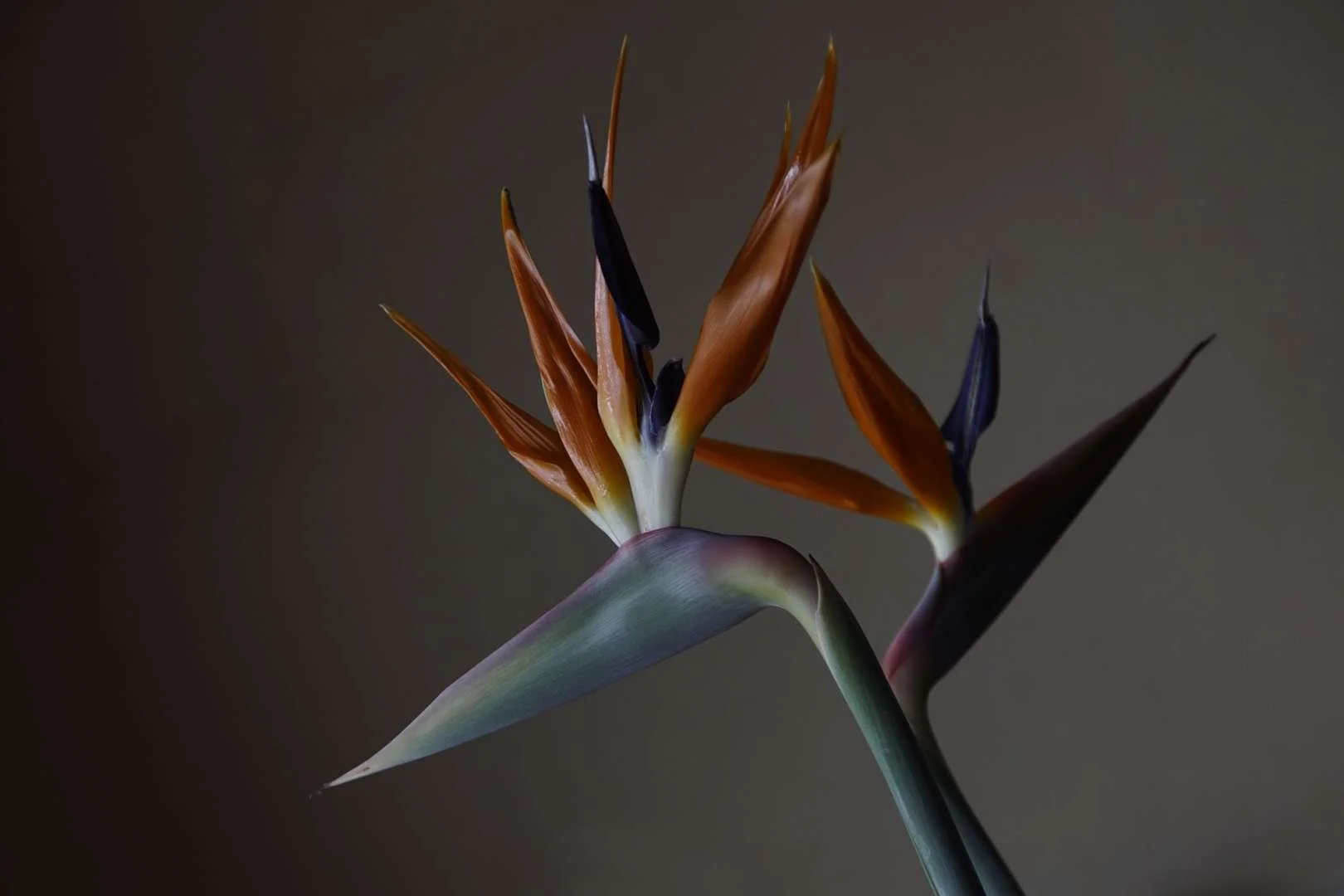 Oiseau-de-paradis.jpg
