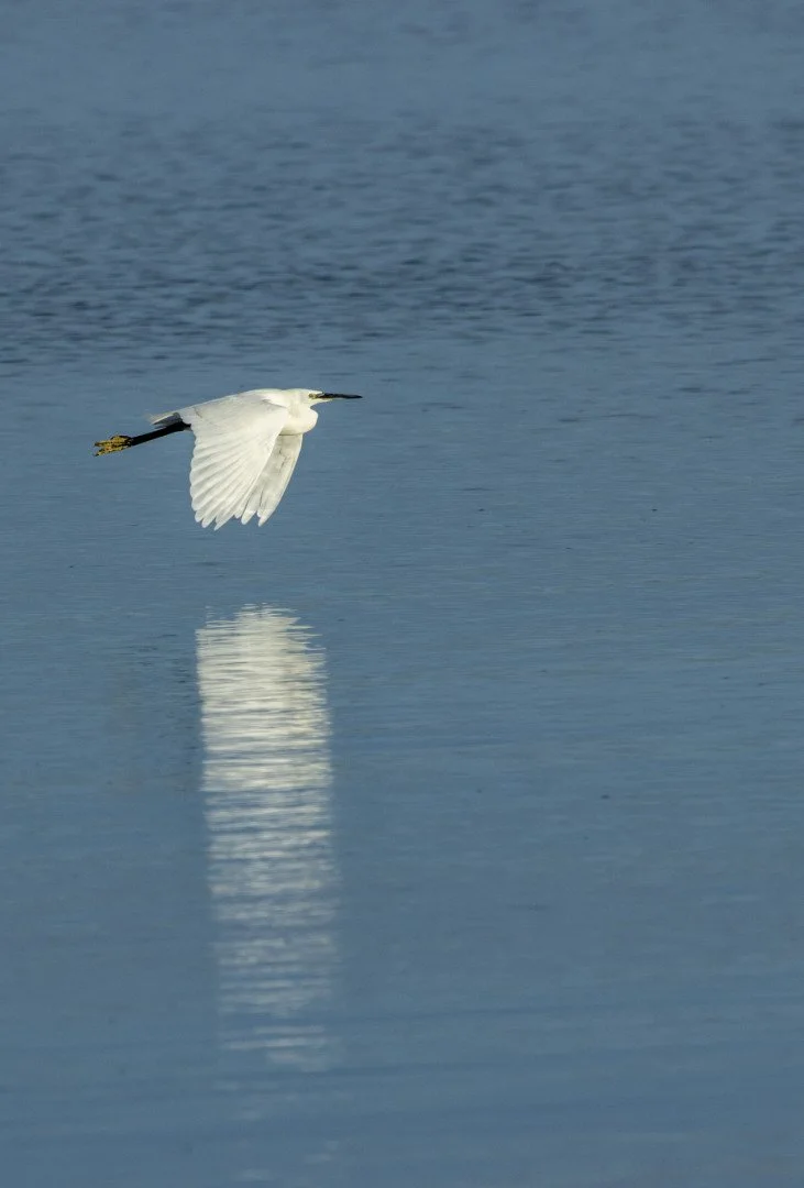 aigrette-en-vol-avec-refleta.jpg