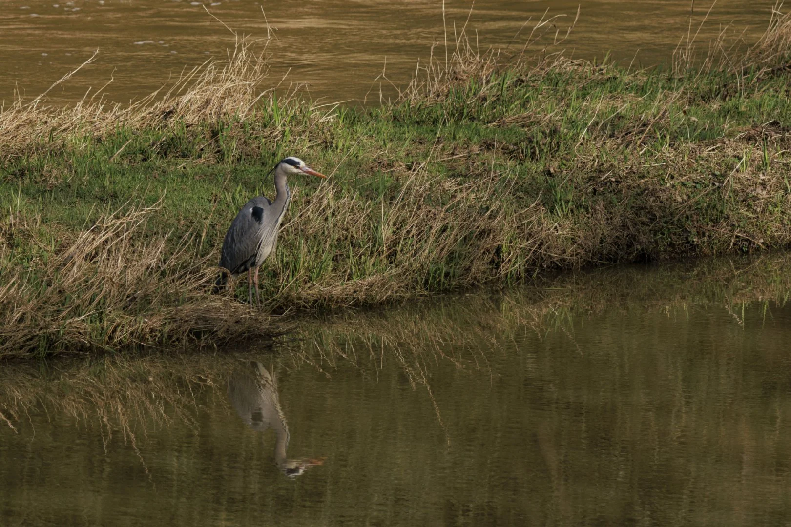 Heron-cendre-coulee-verte-du-Vicoin.jpg