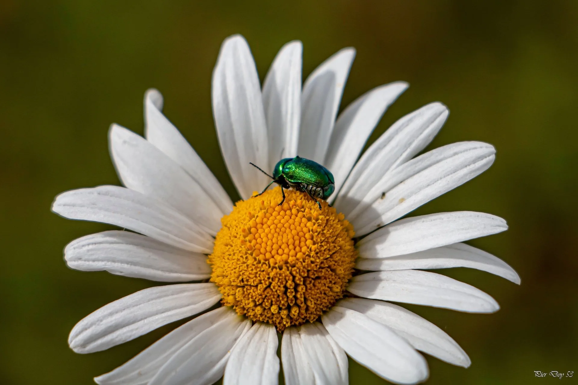 5-26 P-D  (5) Chrysolina graminis.jpg