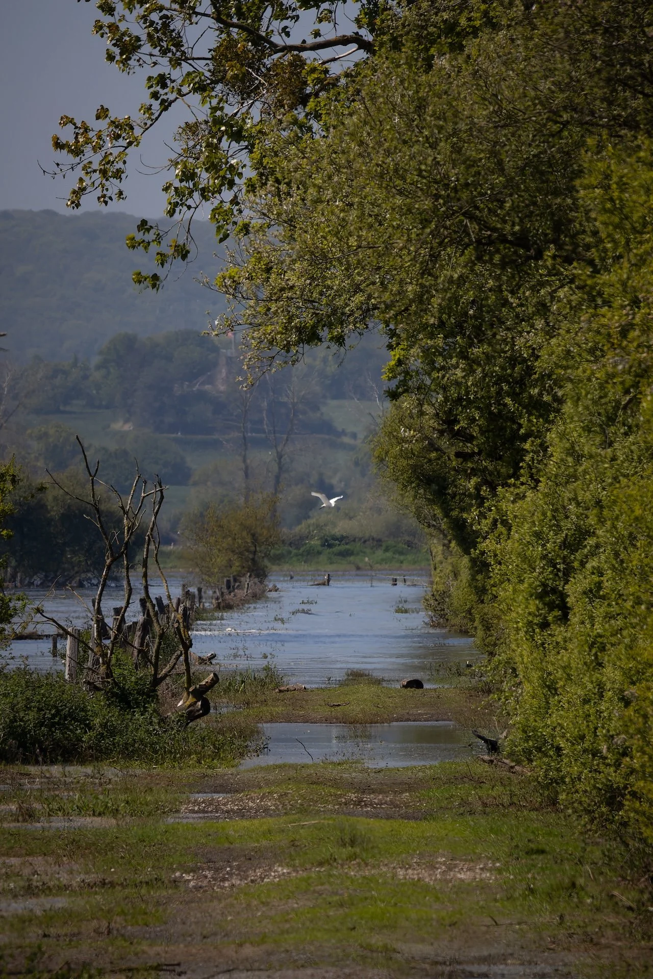 PF_04 26_Aigrette.jpg