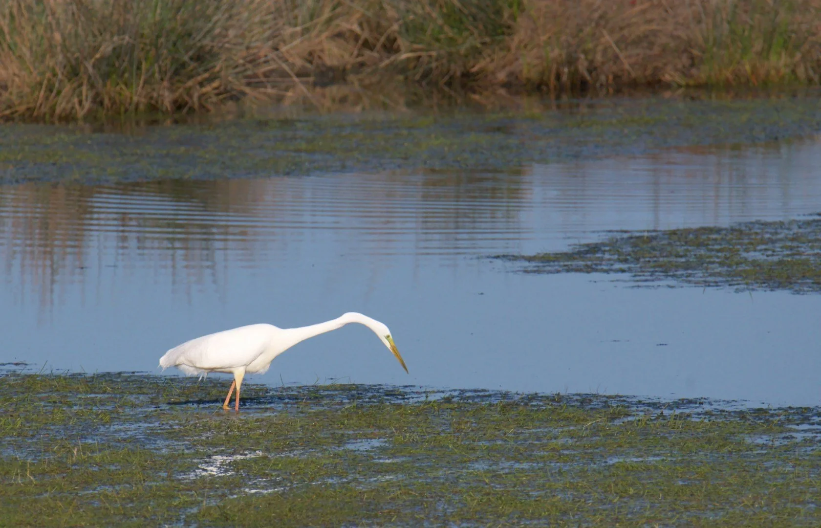 Grande_Aigrette.jpg