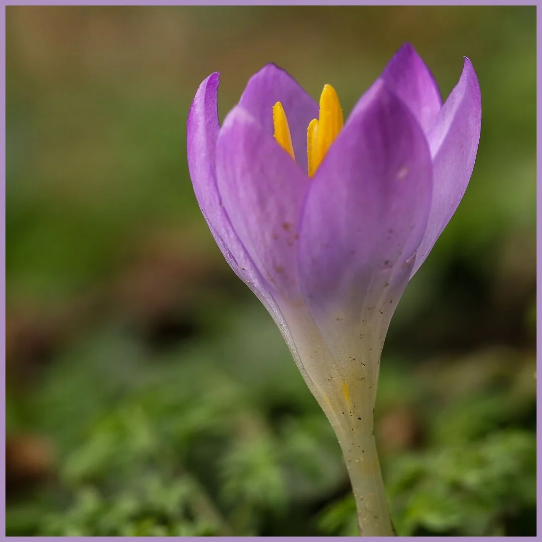 clin-doeil-au-printemps.jpg