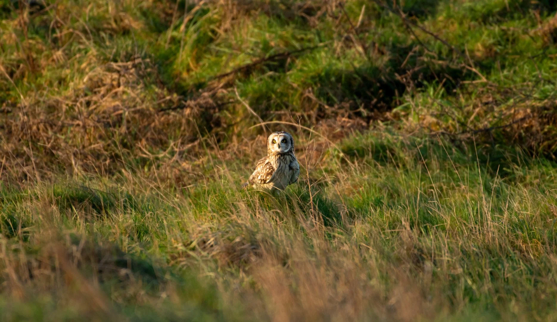 TM01_25Hibou-desmarais.jpg