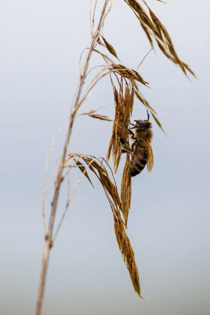 CB-0424-Abeille.jpg
