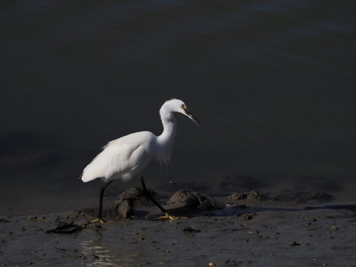 JV-Noirmoutier-2023P4040070.jpg-1-16.jpg