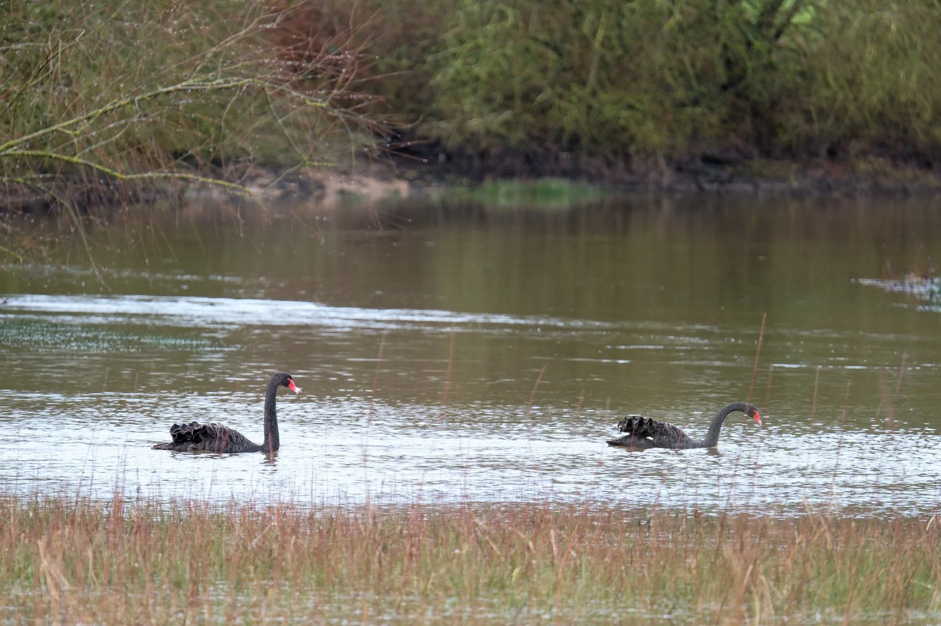 Cygnes_Noirs_02.jpg