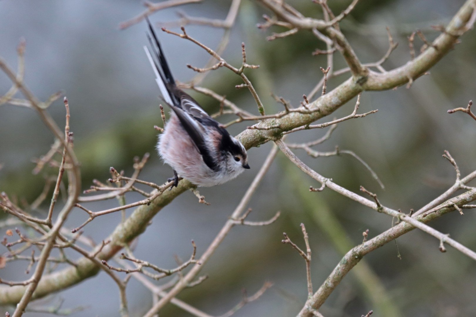 LD-01-2022-2-mesange-a-longue-queue-f6.3-1600iso-600mm-125eme.jpg