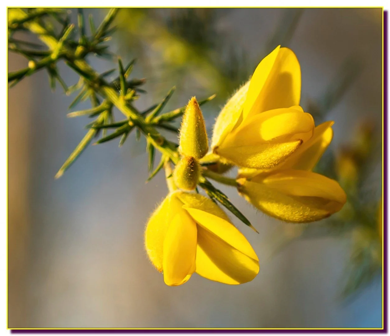 Fleur-de-genet.jpg