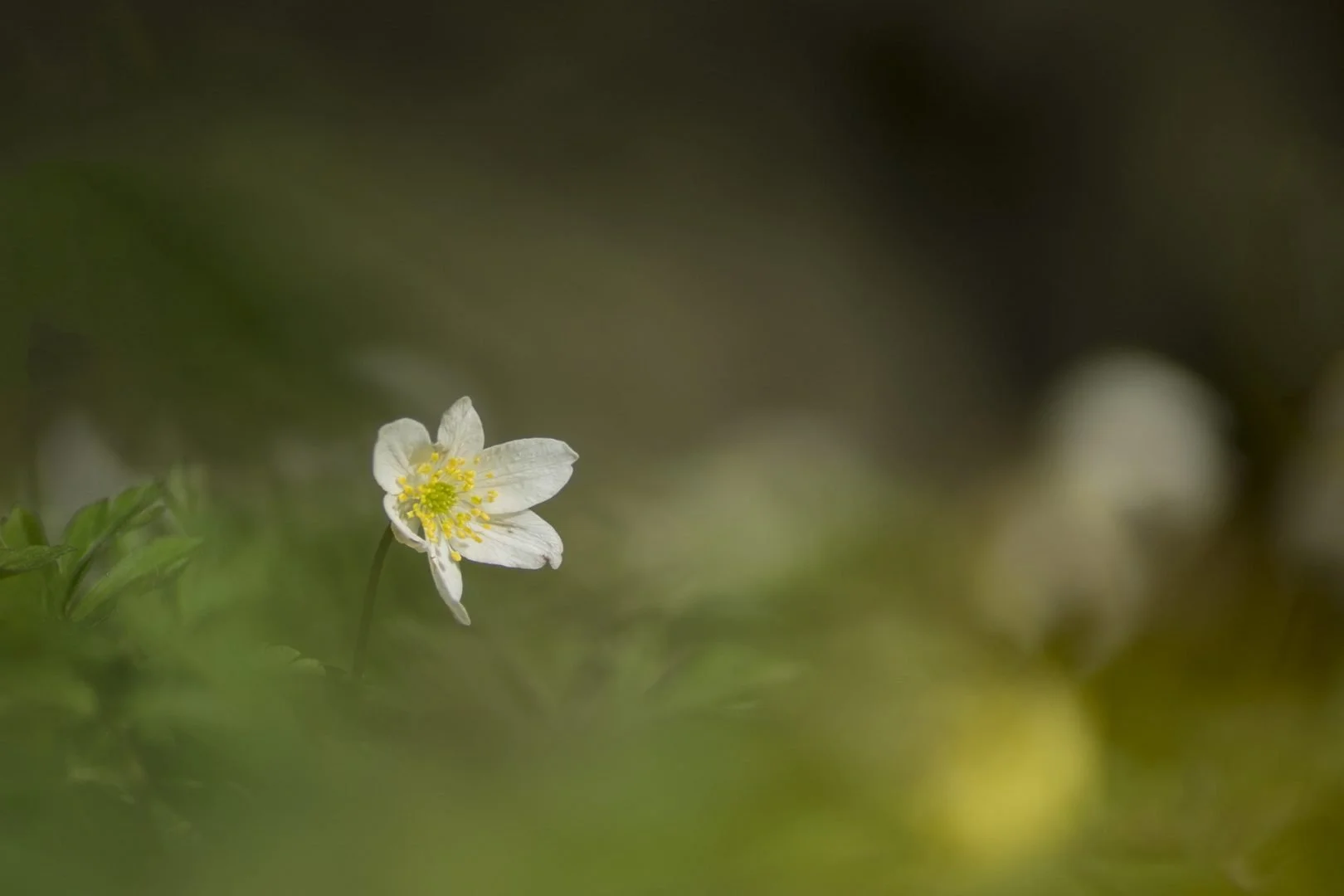 Anemone.jpg