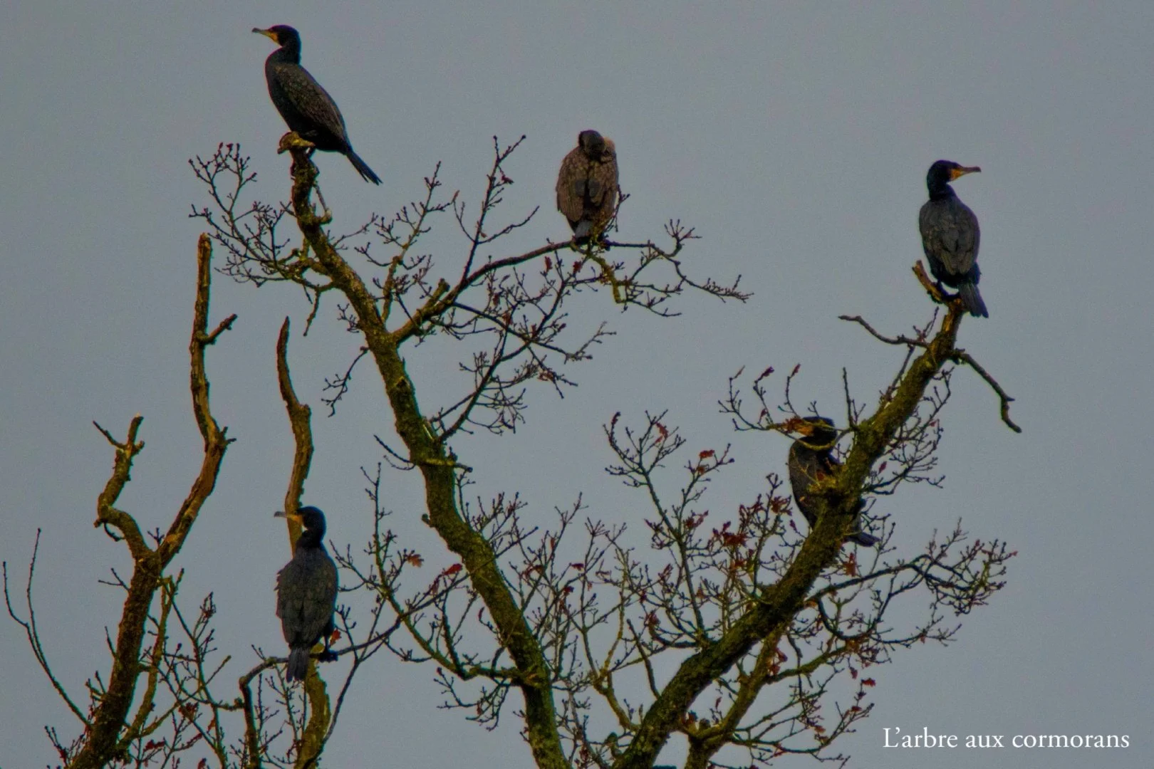Larbre-aux-cormorans.jpg