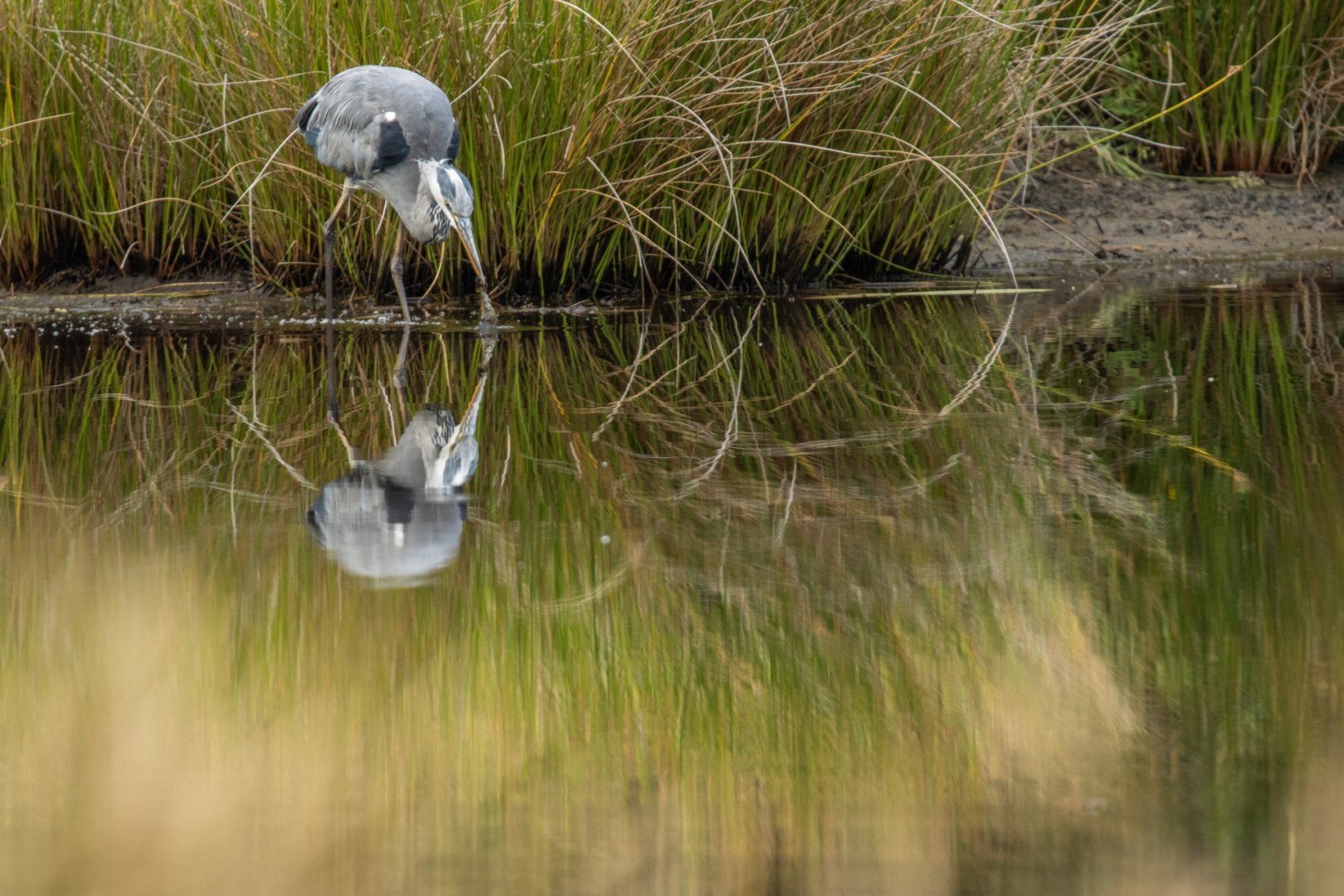 8-Heron-cendre.jpg