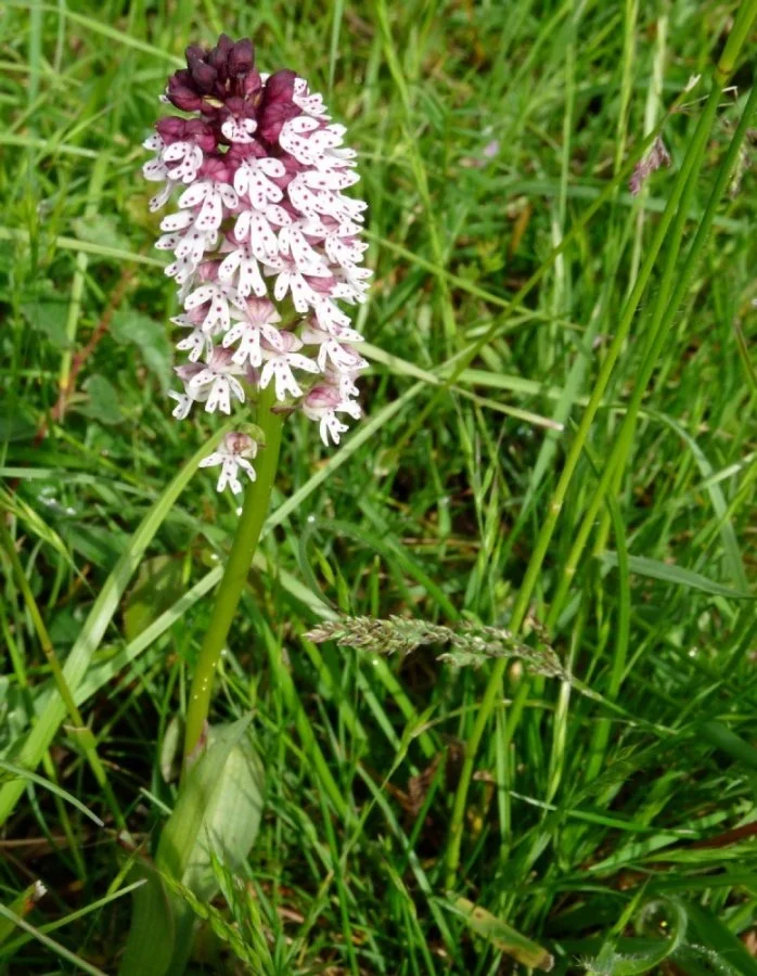 orchis-purpurea.jpg