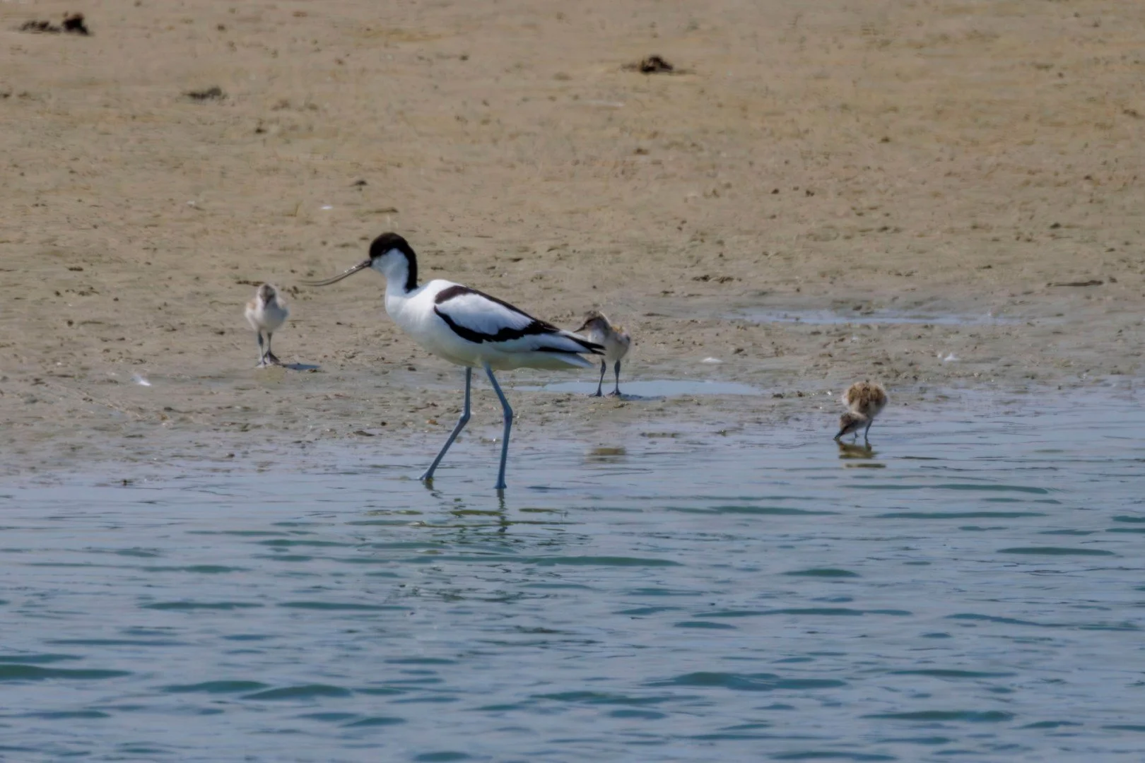 CB-0524-Avocette-et-ses-petits.jpg