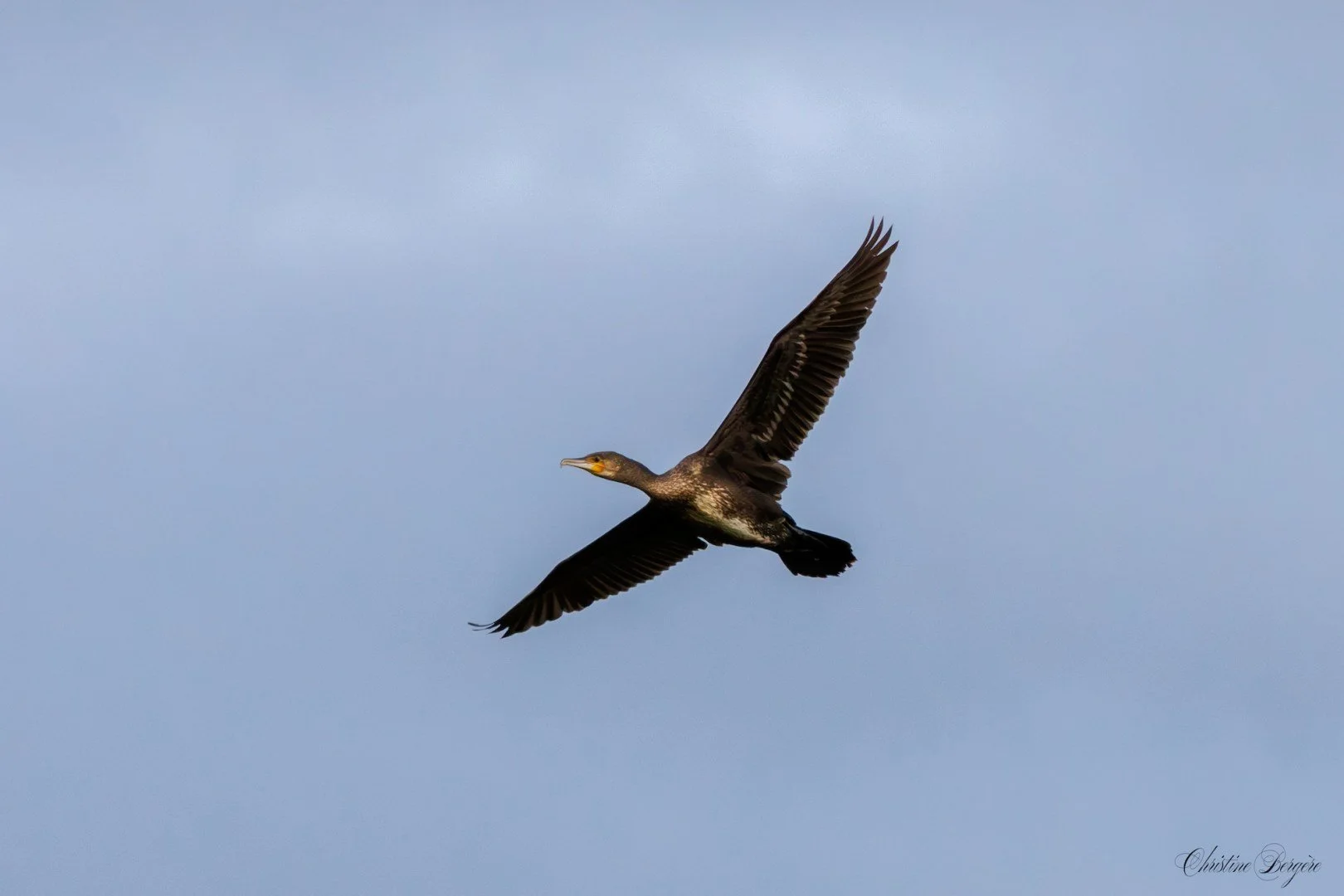 CB-1125-Cormoran.jpg