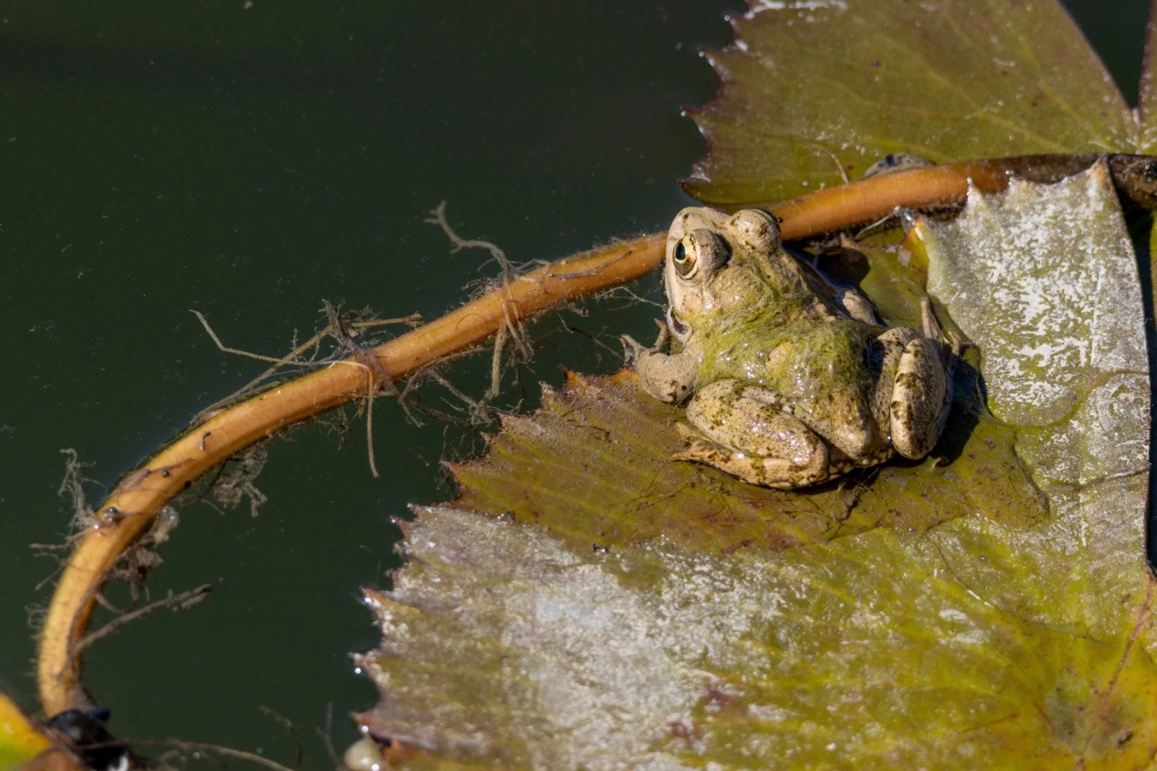 CB1023-Grenouille.jpg