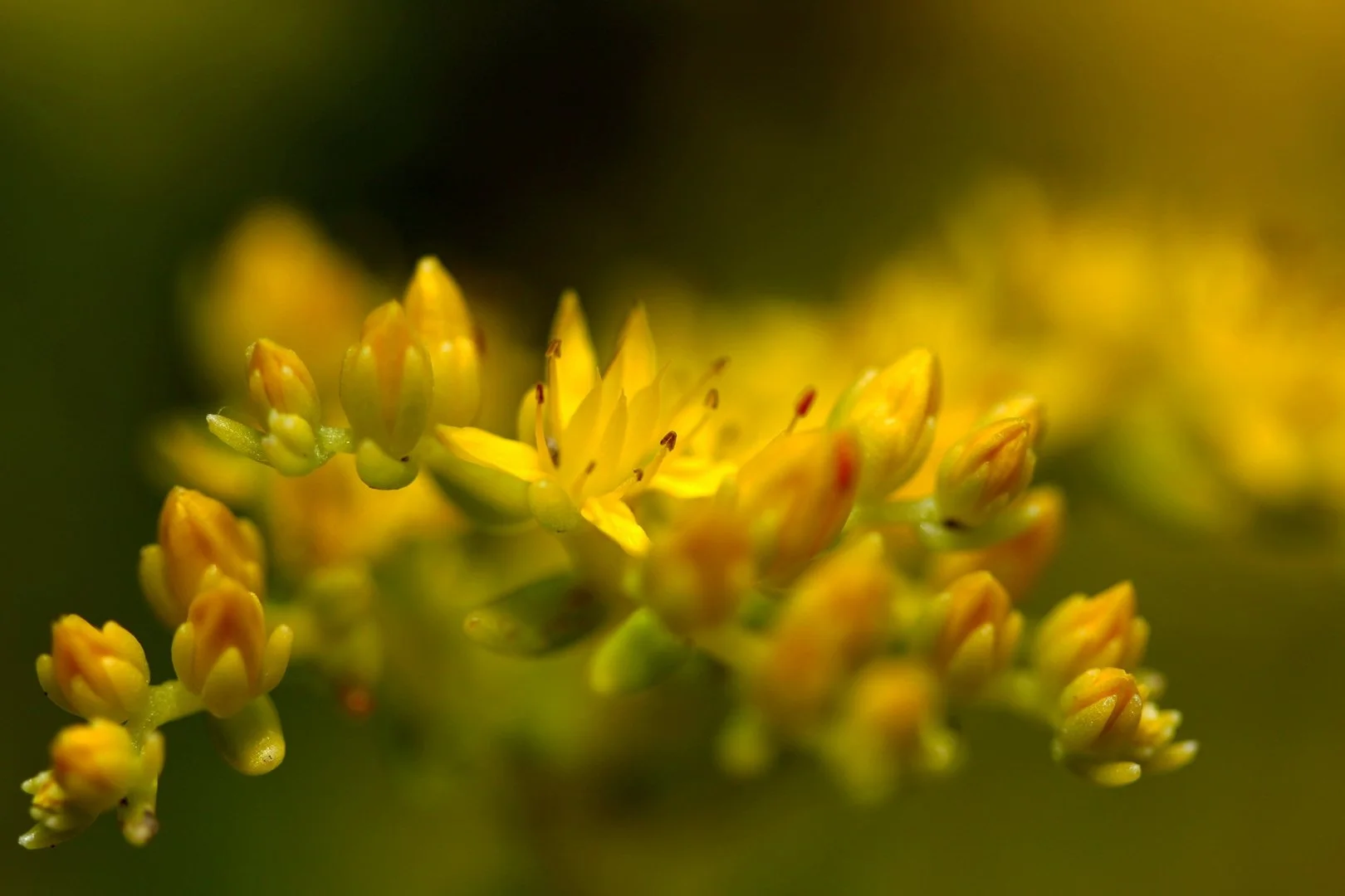 sedum-jaune.jpg
