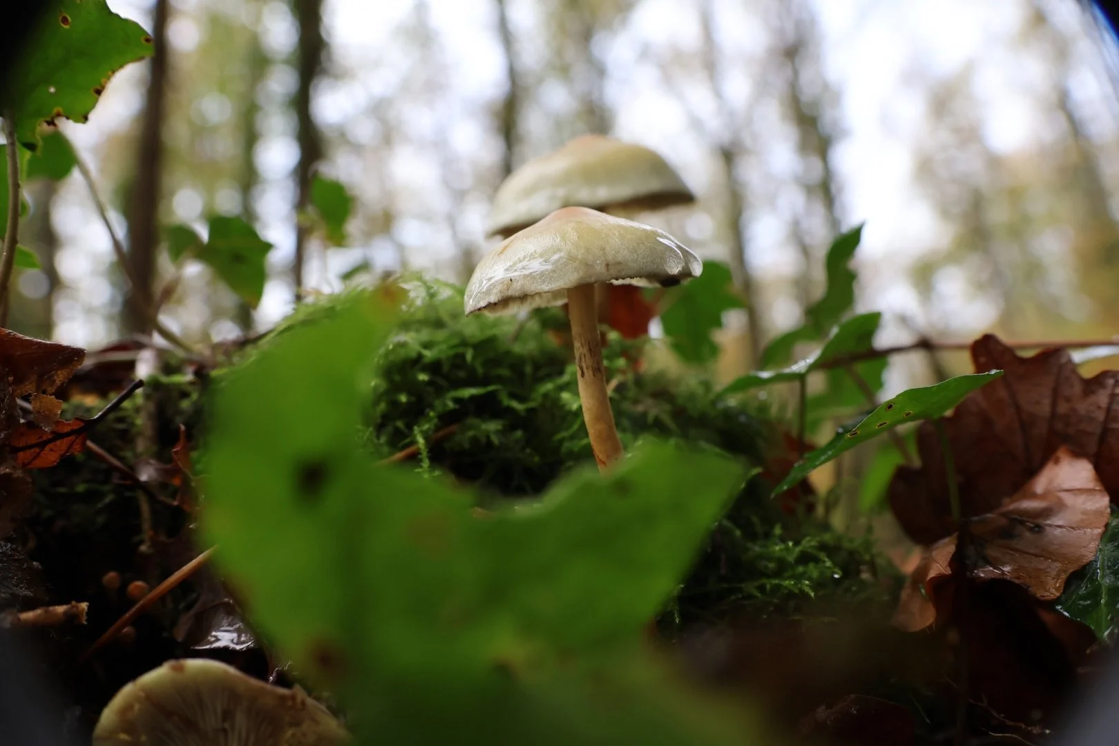 Jean-Pierre-Champignon2-St-Malo-de-Beignon-56-.JPG