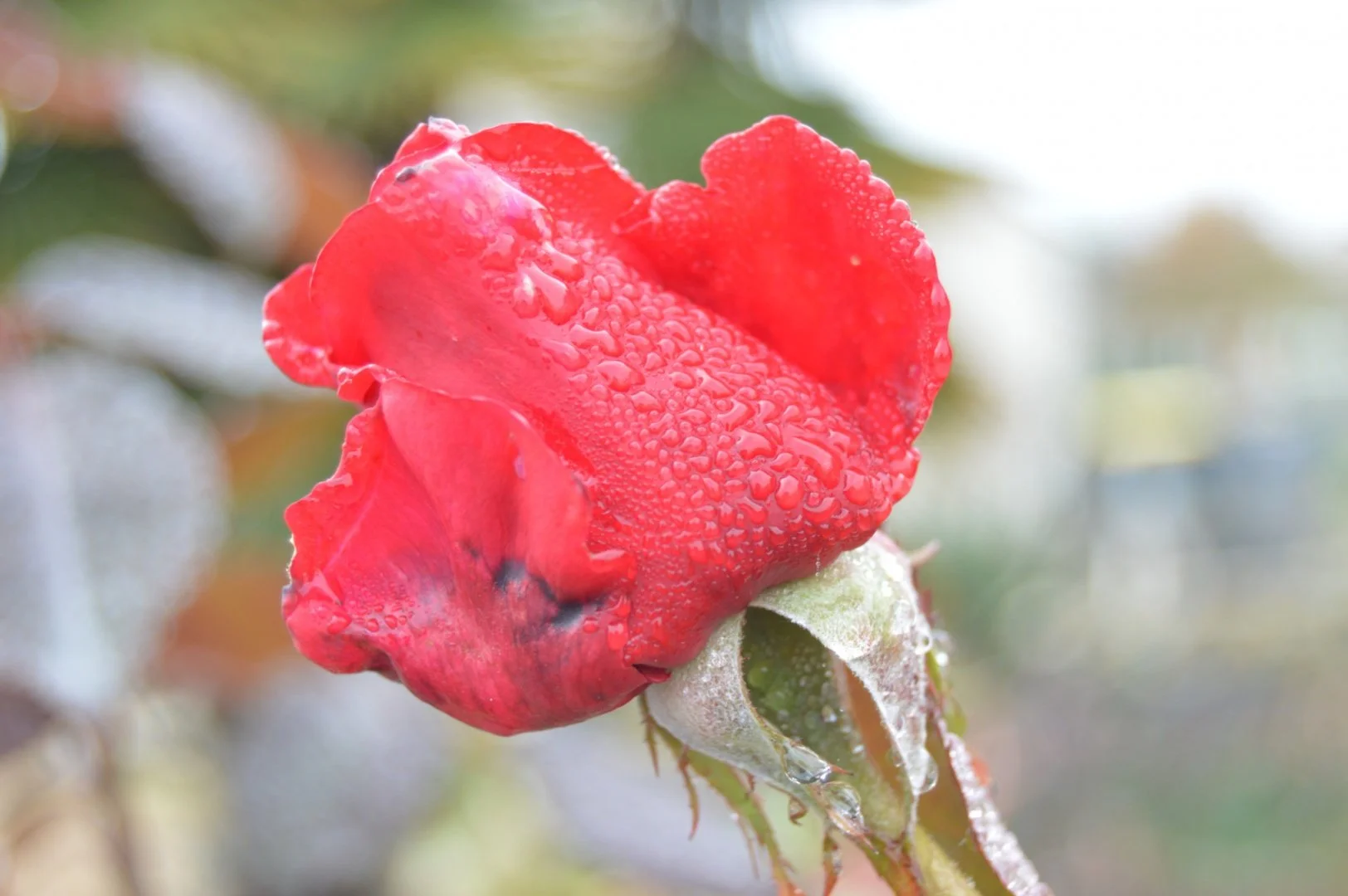 dernier-bouton-de-rose.jpg