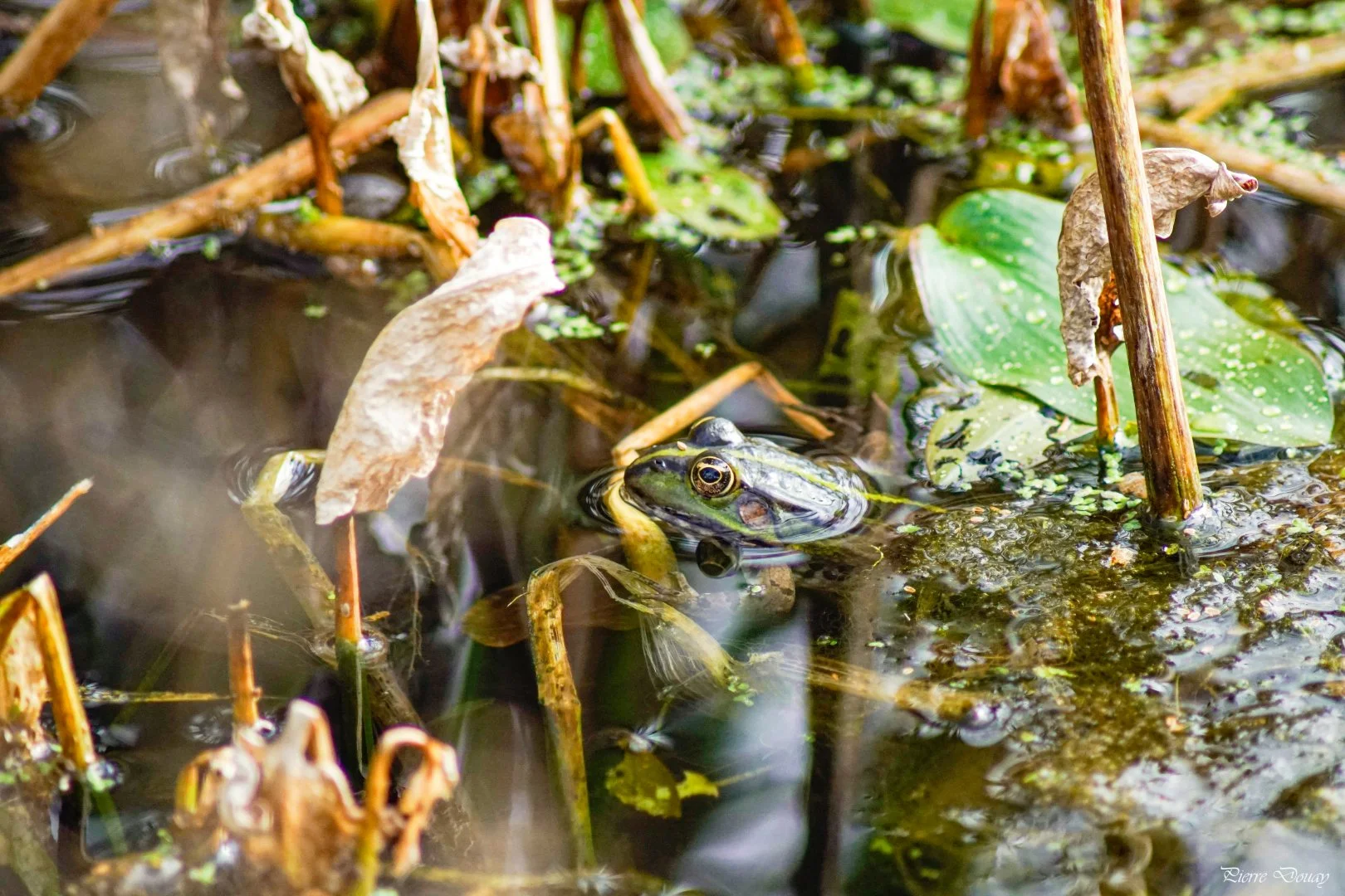 10-25-P-D-Grenouille-3.JPG