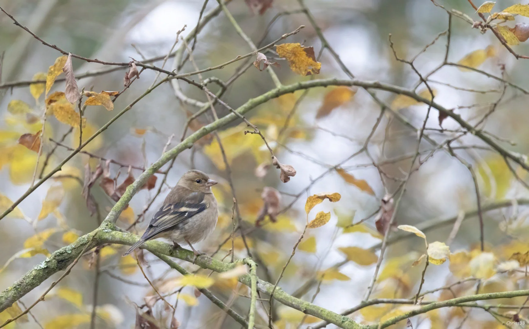 CP-11-2024-11-Pinson-des-arbres.jpg