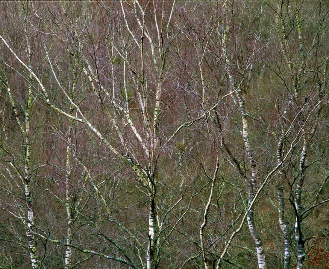 PTE-08-020-02_li.jpg