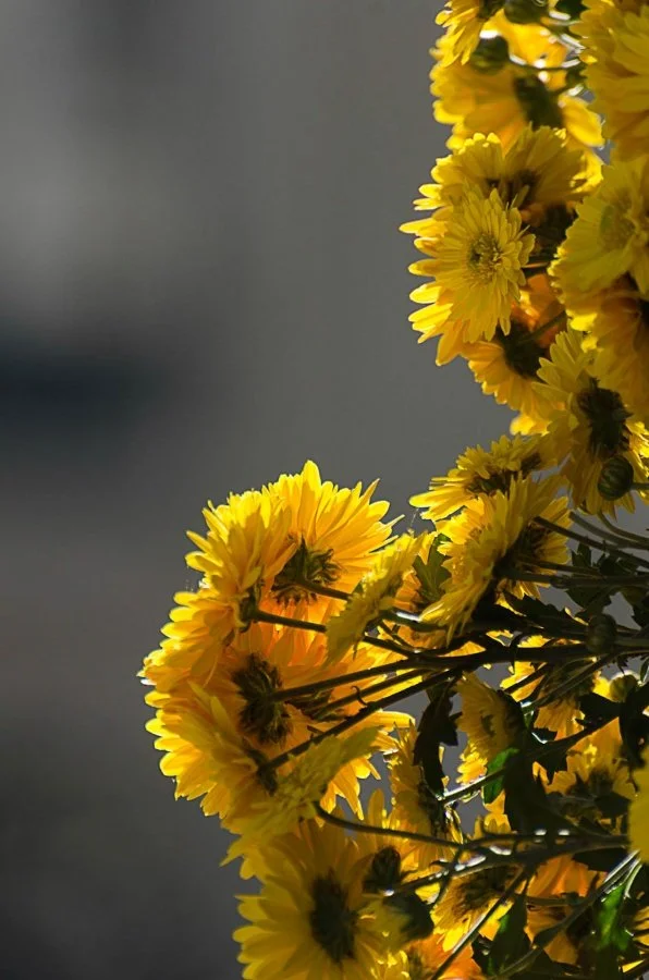 jaune-lumineux.jpg