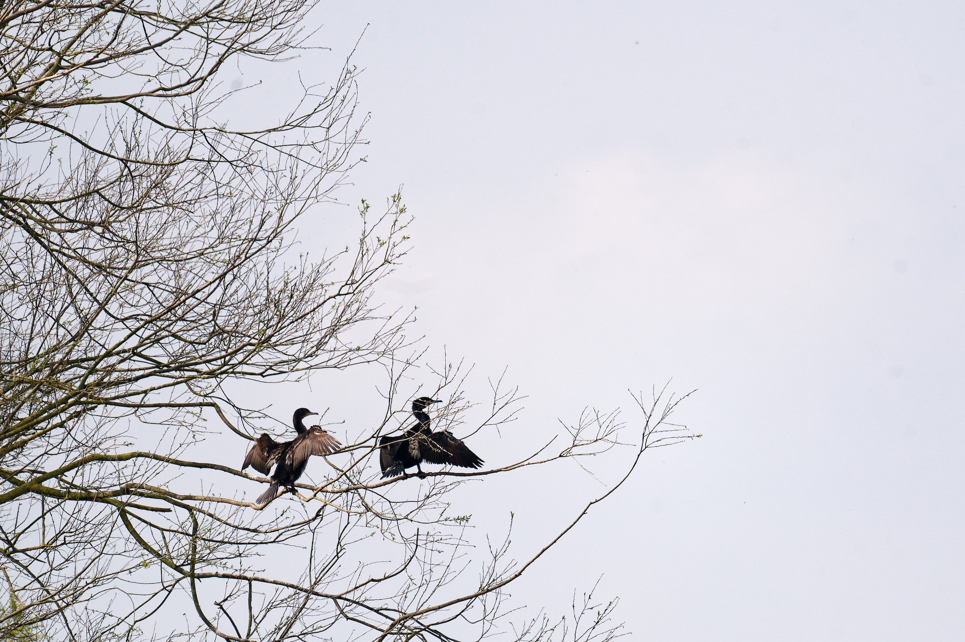 Cormorans_02.jpg