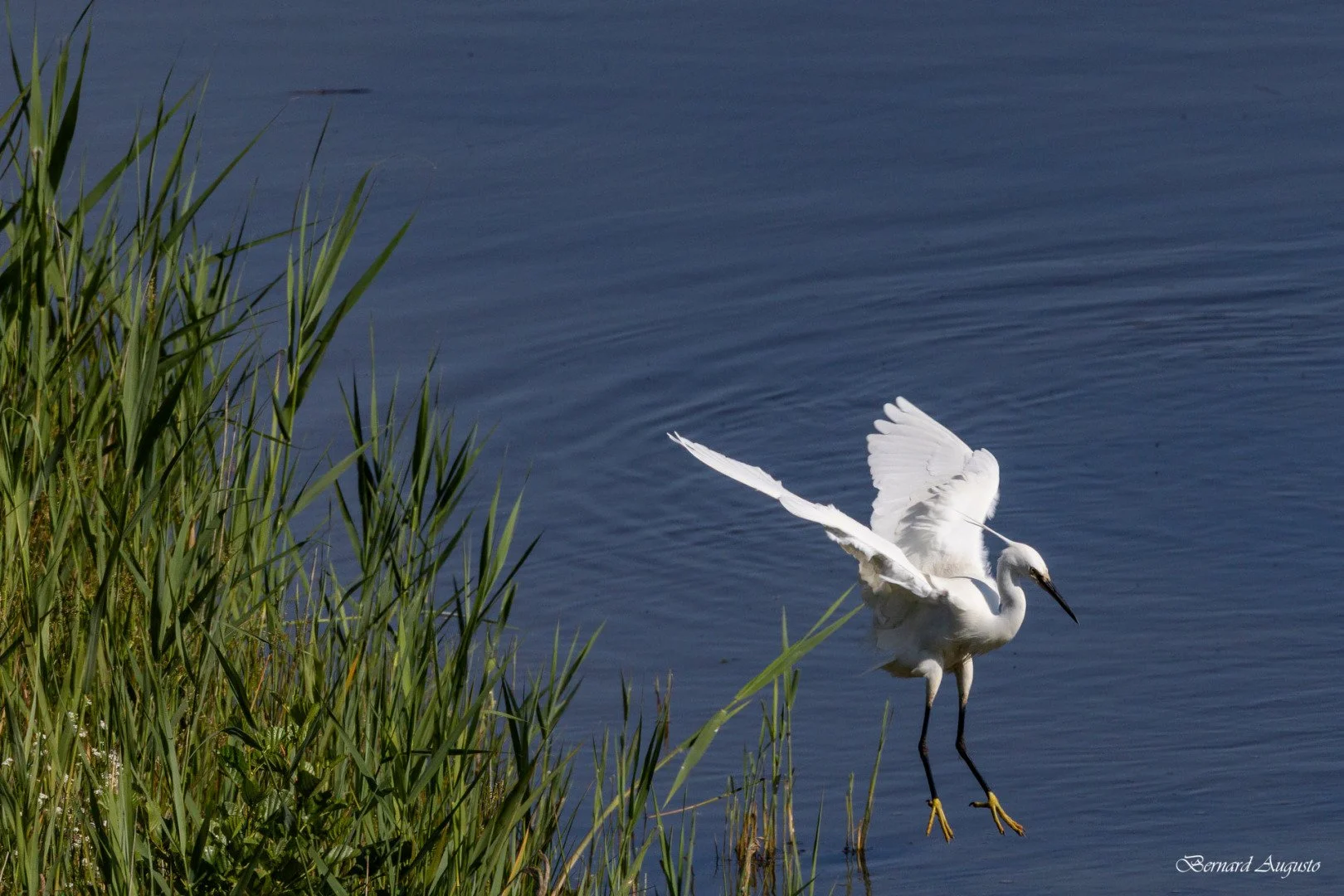 BA-Ete-2025-09-Marquenterre-une-aigrette-garzette.jpg