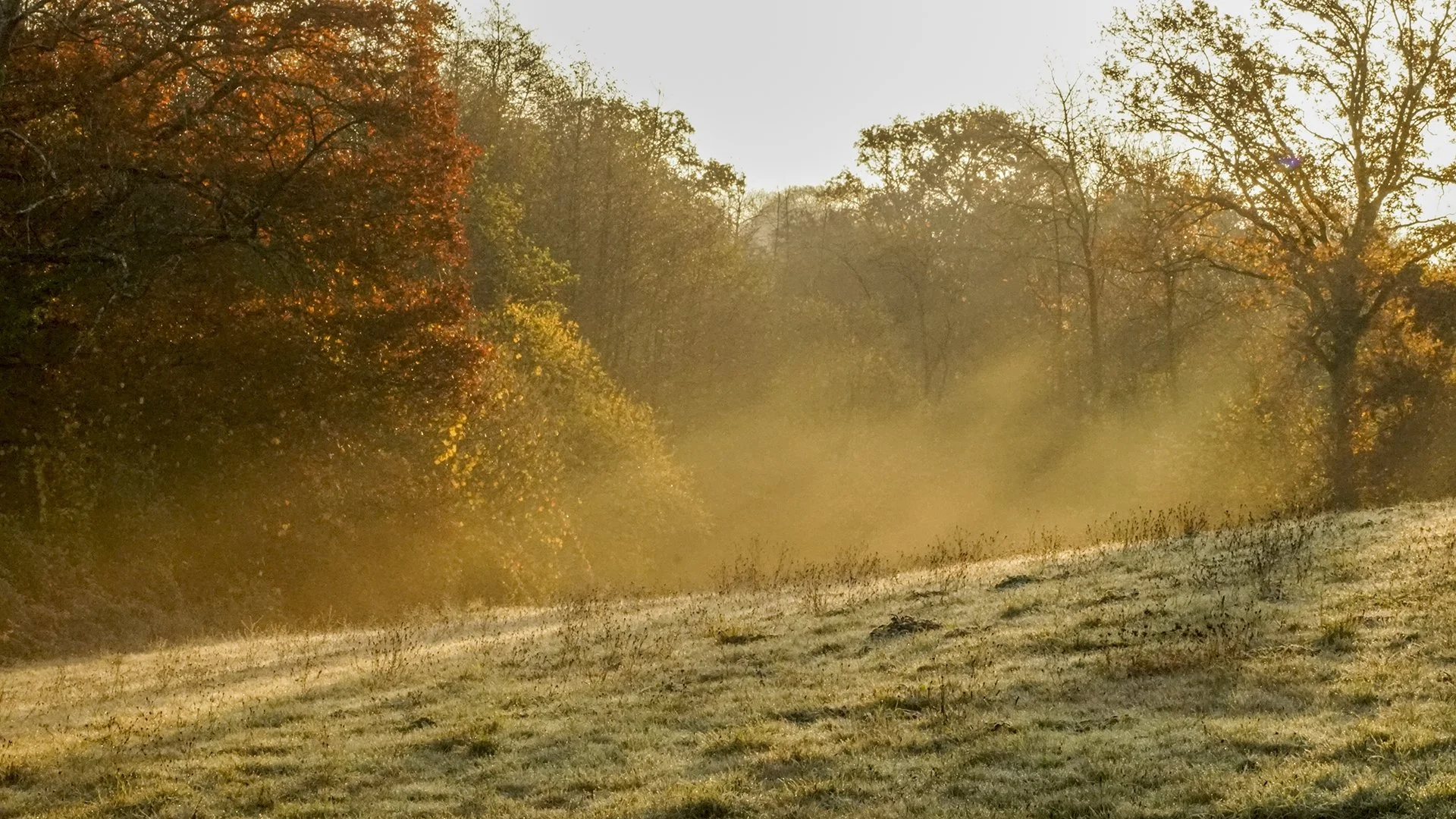 Brume-à-lorée-du-bois.JPG