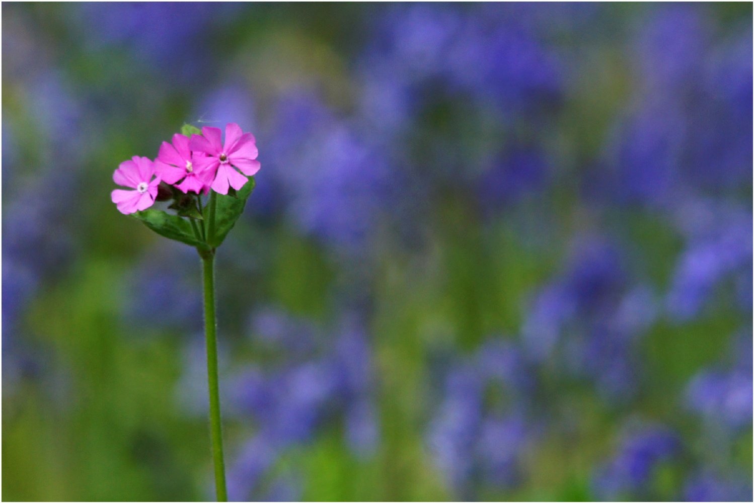 Fleur-sauvage.jpg