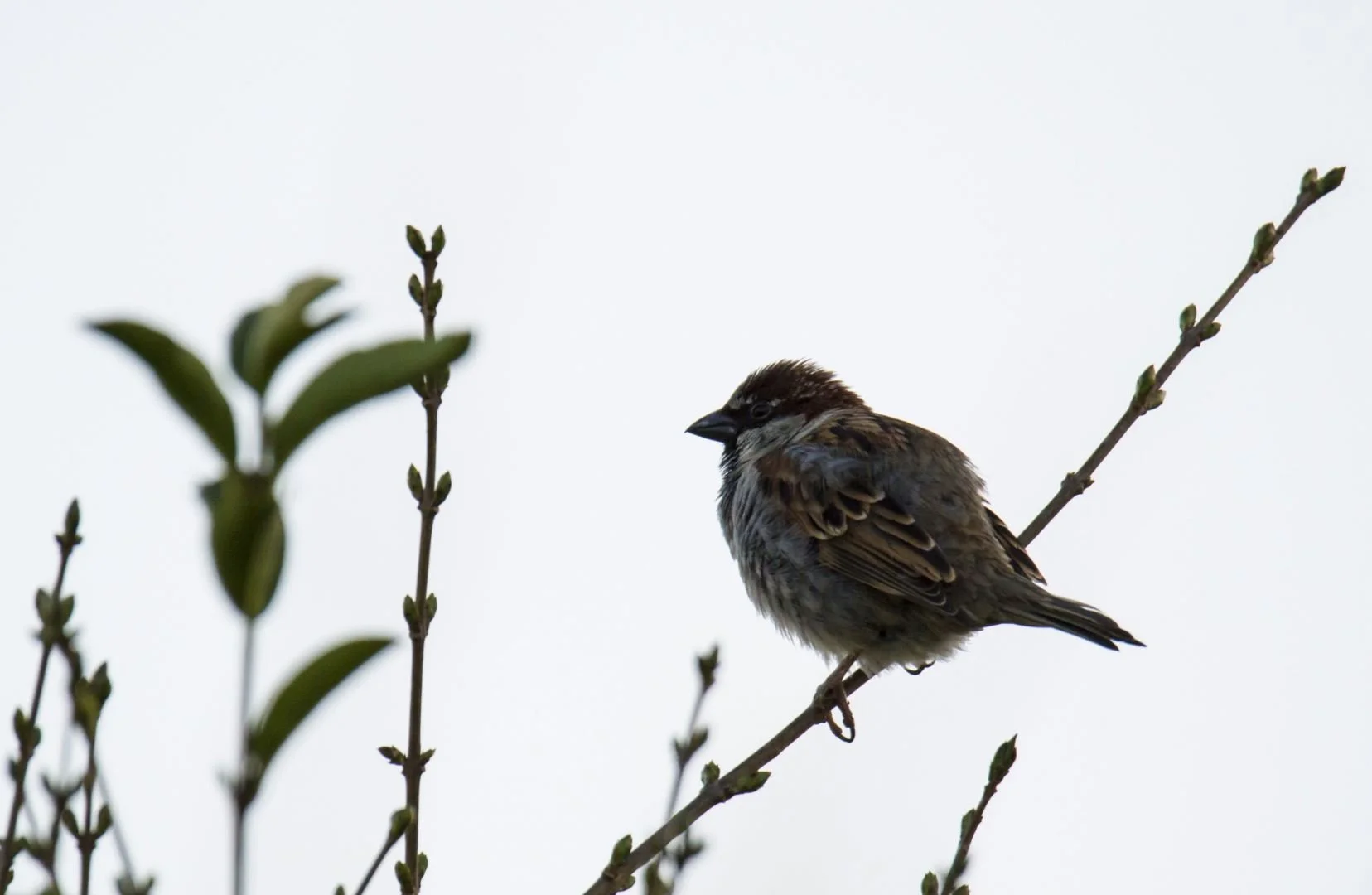 Moineau_05_F6_3_1-1600sec_1600Iso_600mm.jpg
