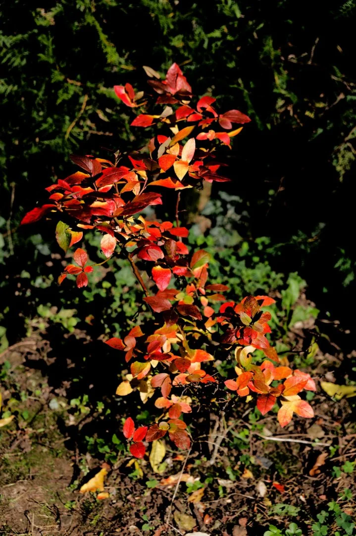 Myrtillier-en-automne.jpg