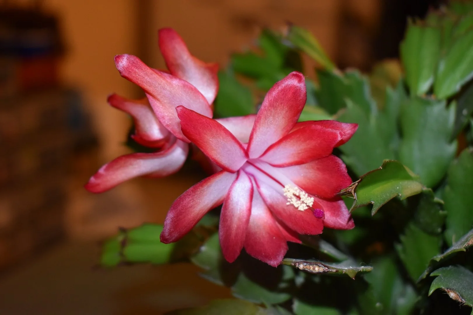 Cactus-de-Noël.JPG