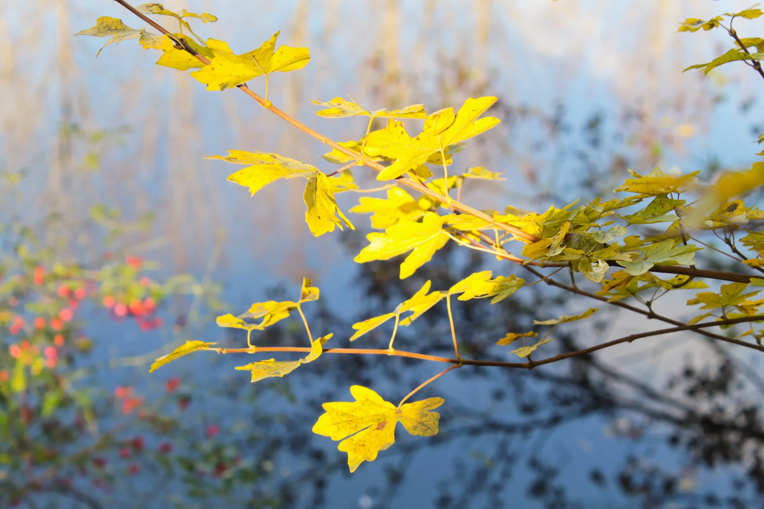 IMG_3082_DxO.jpg
