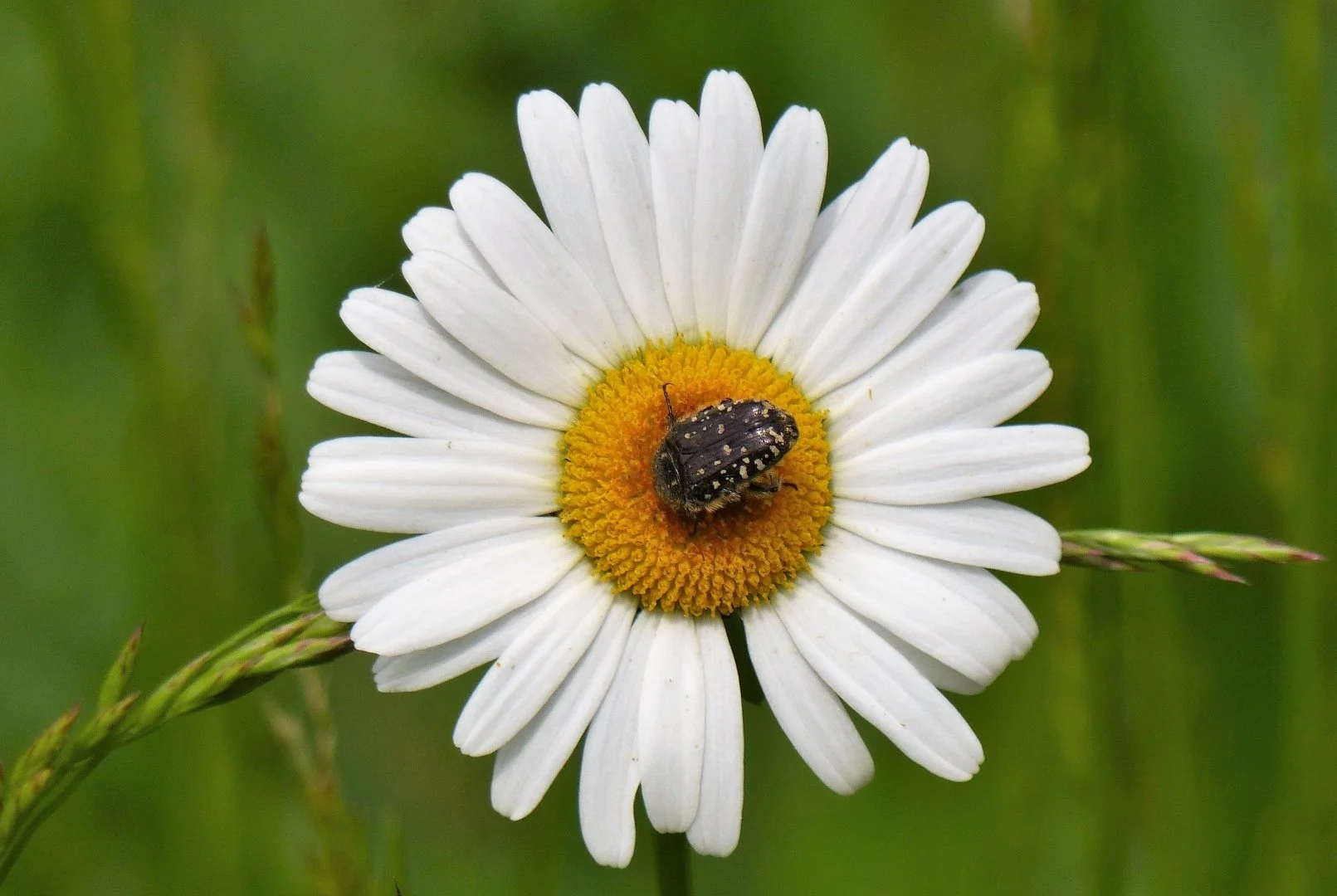 Marguerite.jpg