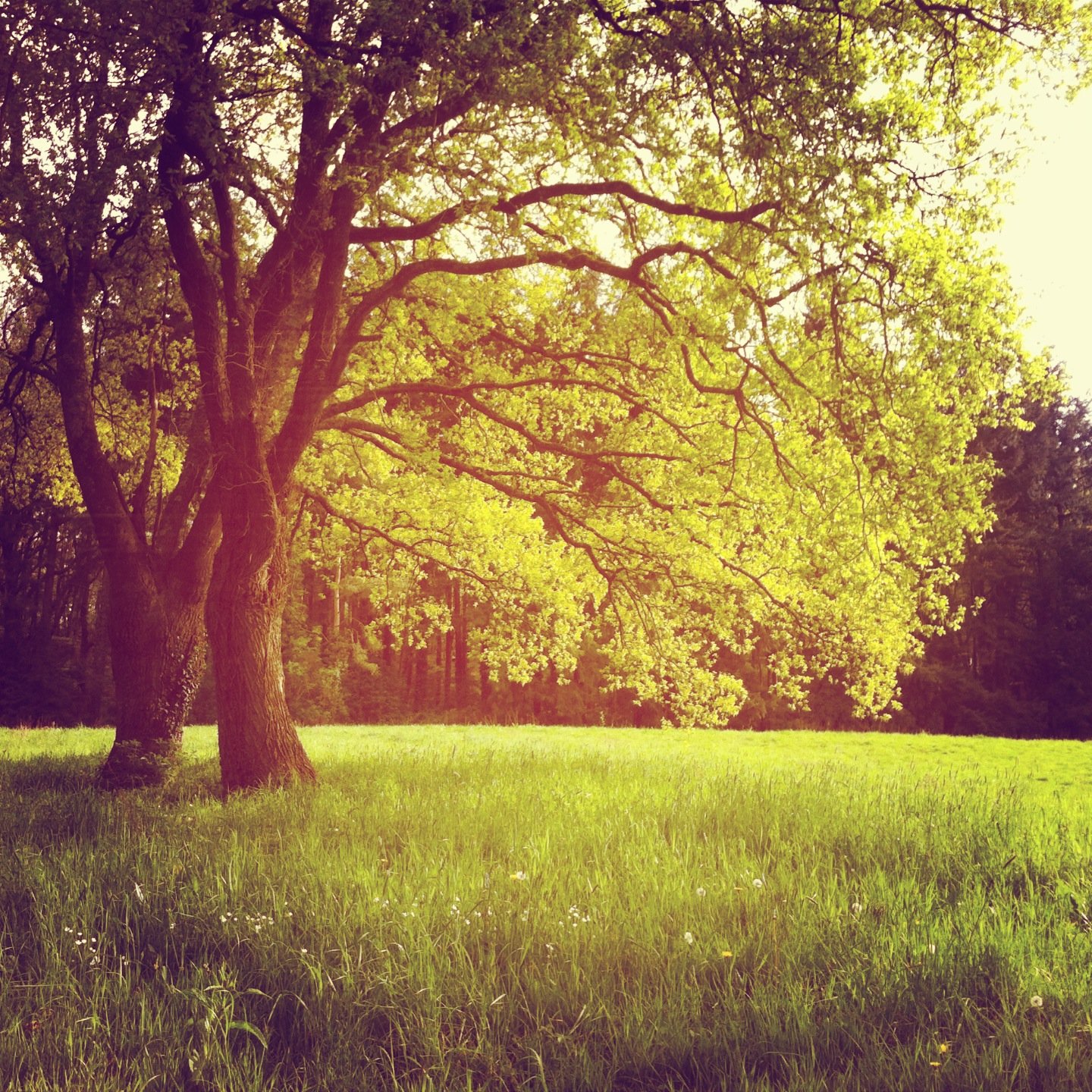 dreamofspring.jpg