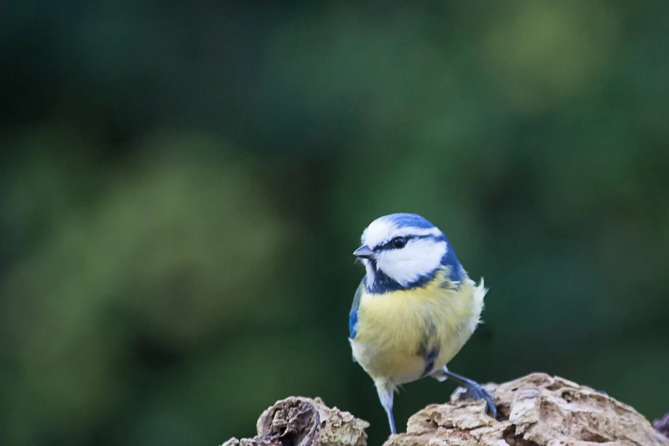 mésange-bleue.jpg