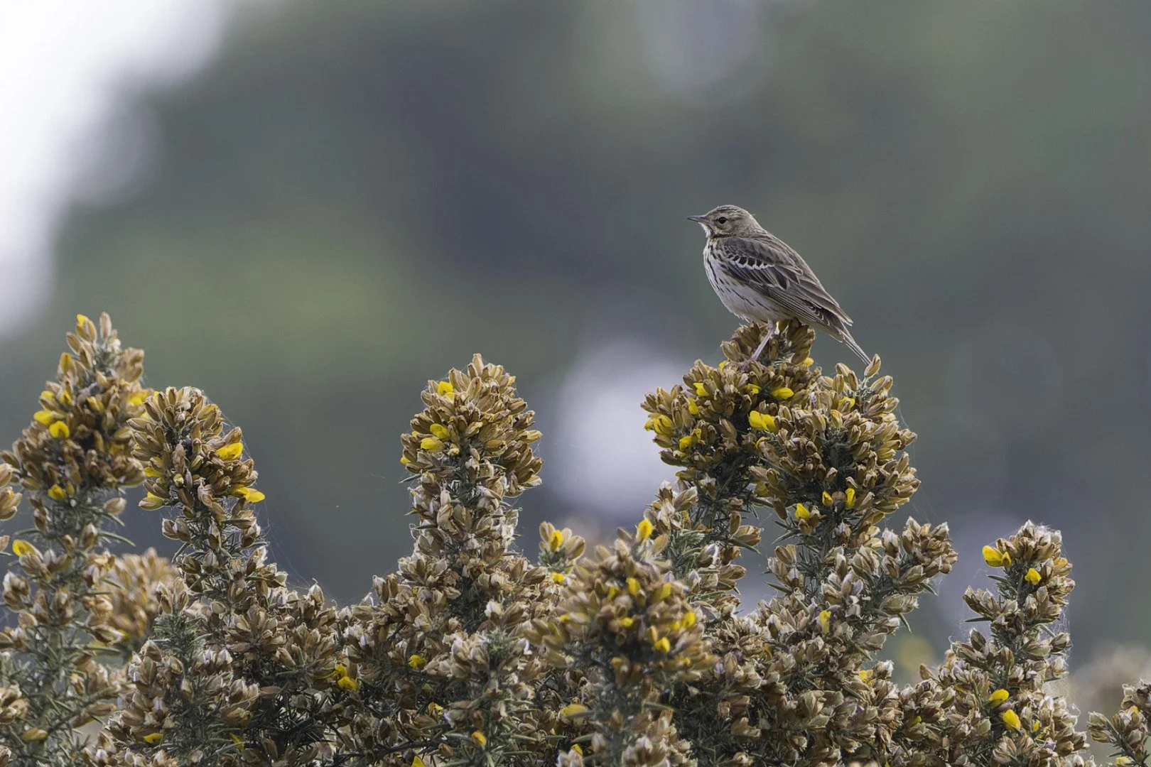 Pipit-des-arbres_1.jpg